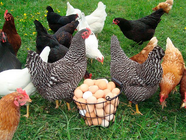 Содержание кур и уход за ними | ЗооТом - продажа, вязка и услуги для животных в Балашихе