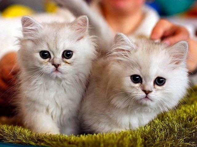 Породы кошек в Балашихе | ЗооТом портал о животных