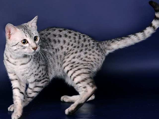 Породы кошек в Балашихе | ЗооТом портал о животных