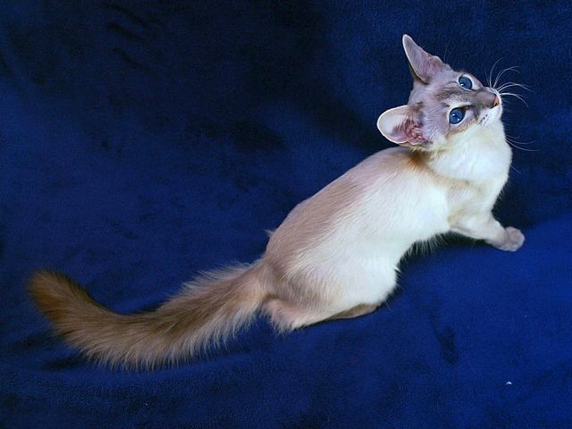Выведенные породы кошек в Балашихе | ЗооТом портал о животных