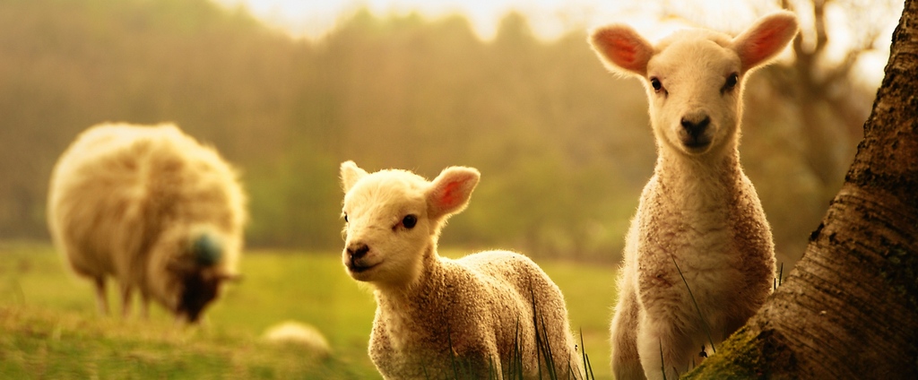 Объявления о сельскохозяйственных животных | ЗооТом - продажа, вязка и услуги для животных в Балашихе