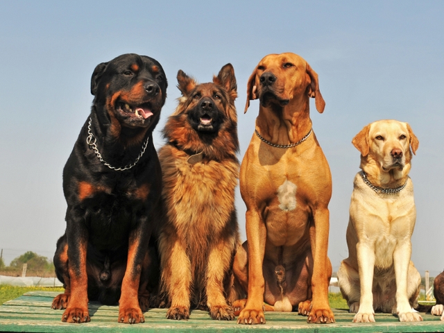 Крупные породы собак в Балашихе | ЗооТом портал о животных